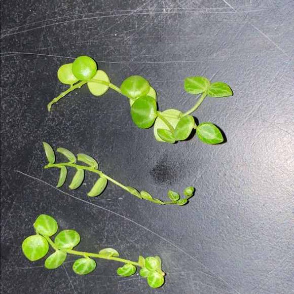 String of Turtle cuttings $15 for 3 - Picture 6 of 7